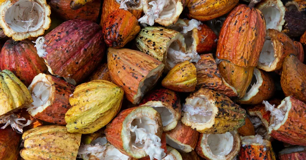 Cacao pods